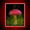 Vintage-inspired Amanita Muscaria mushroom botanical art with colorful glow accents