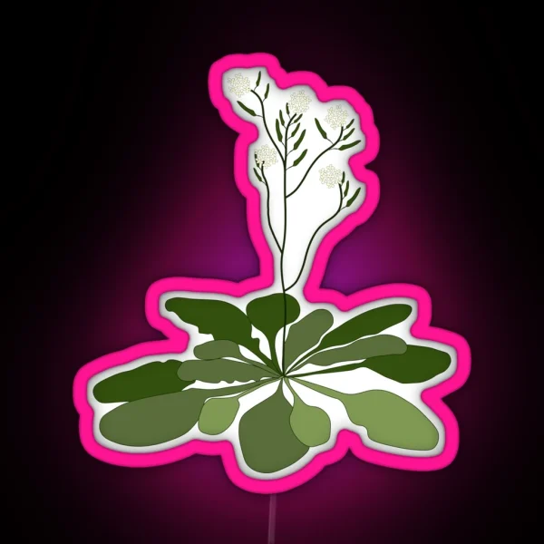 Arabidopsis STEM Experiment Floral Illustration RGB Neon Sign