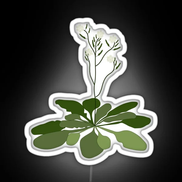 Arabidopsis STEM Experiment Floral Illustration RGB Neon Sign
