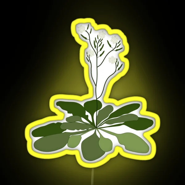 Arabidopsis STEM Experiment Floral Illustration RGB Neon Sign