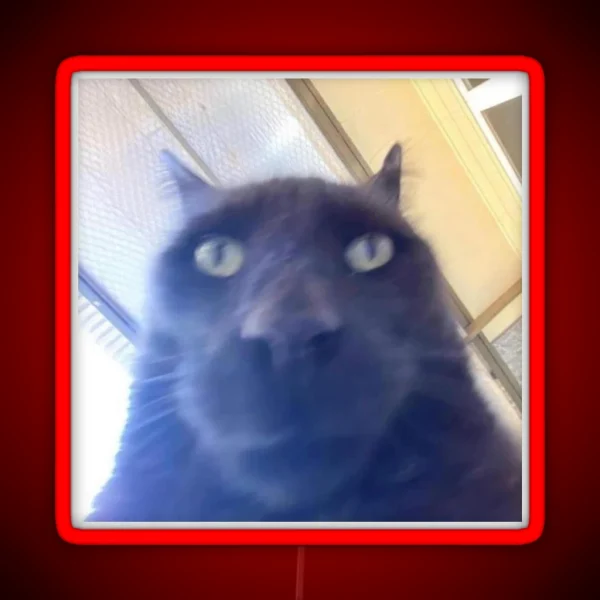 Awkward Black Cat To Stare At You RGB Neon Sign