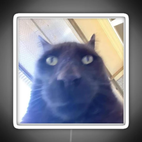 Awkward Black Cat To Stare At You RGB Neon Sign