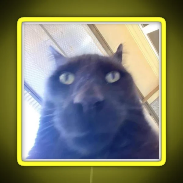 Awkward Black Cat To Stare At You RGB Neon Sign