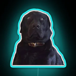 BLACK LABRADOR STARE DOGGO MEME RGB Neon Sign