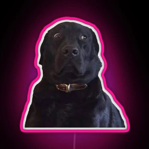 BLACK LABRADOR STARE DOGGO MEME RGB Neon Sign