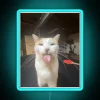 Neon Cat P Sign with Colorful RGB Lighting Illuminations Available