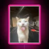 RGB Neon Sign with Color-Changing Digital Pet Portrait Display Artwork