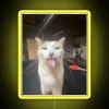 Eye-catching 24/7 customizable LED sign for cats and pet lovers.
