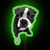 Colorful Boston Terrier Breed Face Expressions RGB LED Neon Wall Art