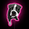 Brighten up your home with personalized Boston Terrier expression artwork