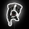 Whimsical Boston Terrier Face Expressions in Vibrant RGB Neon Sign Decor