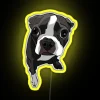 Colorful Boston Terrier facial expressions in vibrant RGB neon lighting.
