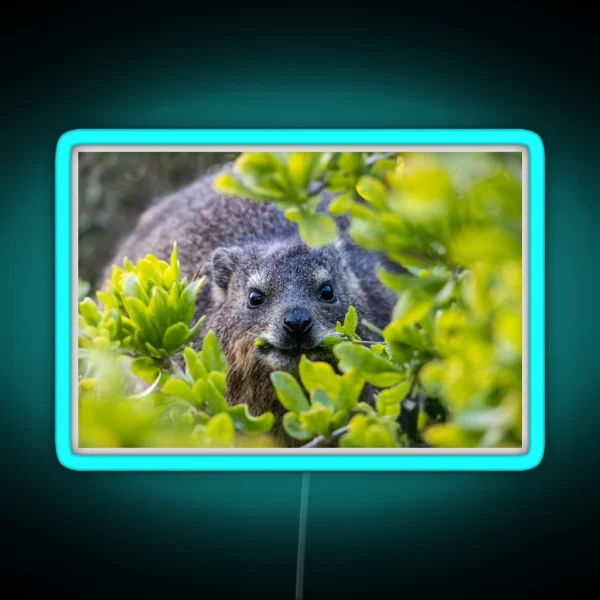 Cape Hyrax On Boulders Beach RGB Neon Sign