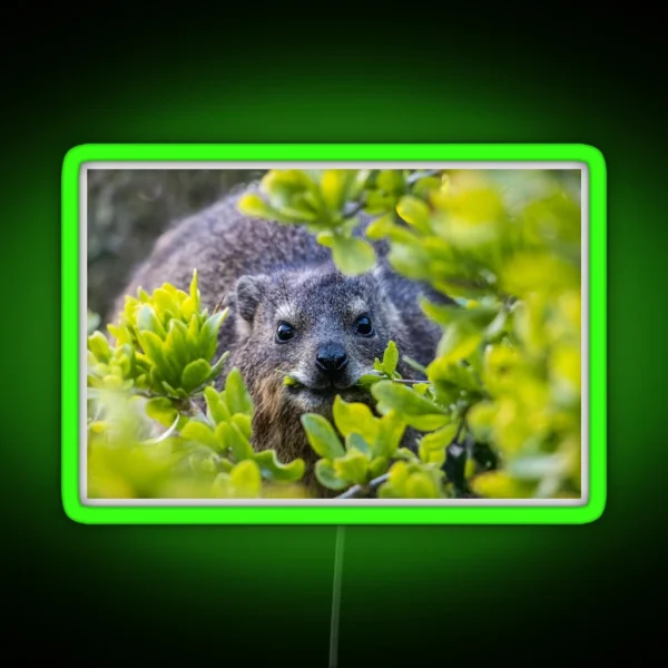 Cape Hyrax On Boulders Beach RGB Neon Sign