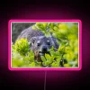 Customizable RGB LED sign featuring Cape Hyrax at Boulders Beach