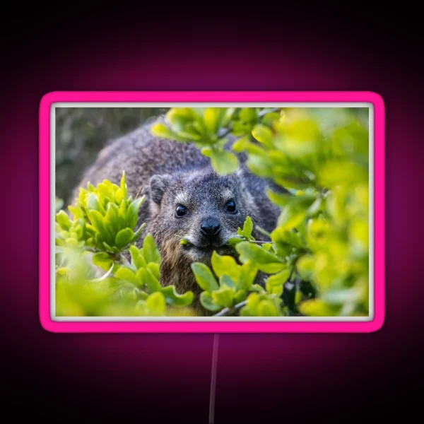 Cape Hyrax On Boulders Beach RGB Neon Sign