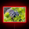 Neon sign featuring vibrant Cape hyraxes on colorful boulder shoreline.