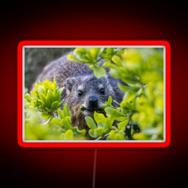 Cape Hyrax On Boulders Beach RGB Neon Sign