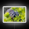Brighten Your Home with Vibrant Cape Hyrax Decorative Neon Sign