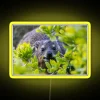 Vibrant Cape Hyrax on Boulders Beach RGB Outdoor Neon Sign Display