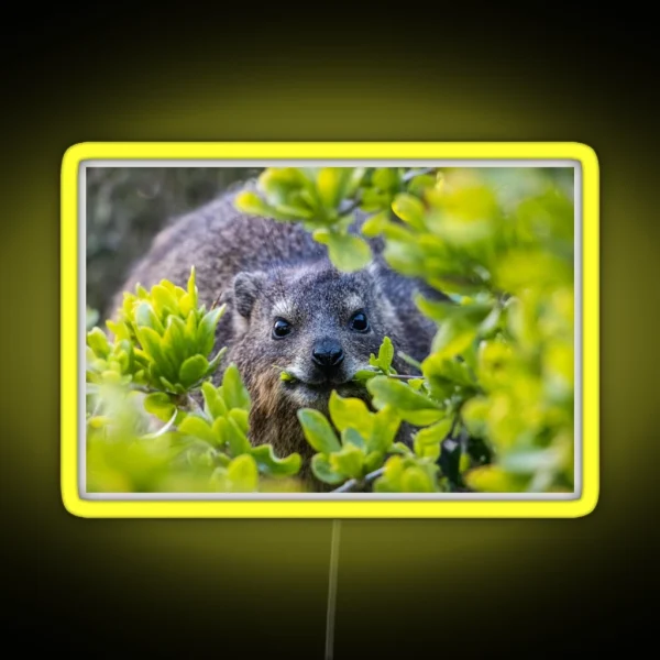 Cape Hyrax On Boulders Beach RGB Neon Sign