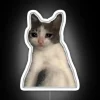 Meme Cat's Meltdown in Bright RGB Neon Whimsy Illumination