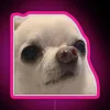 RGB Neon Sign with Chihuahua Snot Bubble Meme Design Artwork
