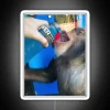 Colorful LED lighted display of mischievous chimpanzee sipping Powerade drink