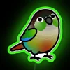 Vibrant Rainbow Lighting for Your Colorful Chubby Green Cheeked Conure