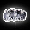 Elegant Coquette Cat Silhouette Illuminated with Vibrant RGB Neon Lighting