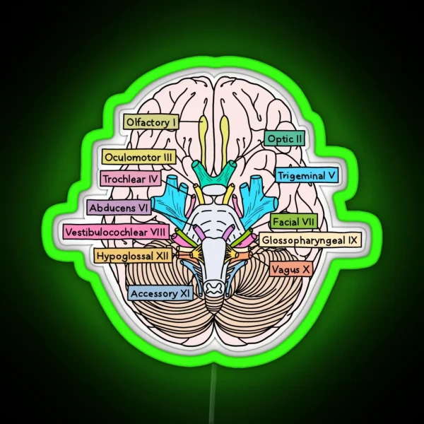 Cranial Nerves RGB Neon Sign