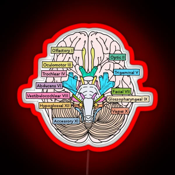 Cranial Nerves RGB Neon Sign