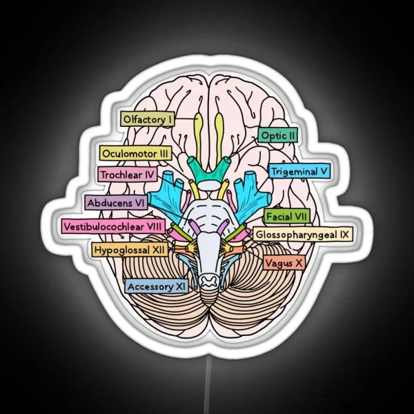 Cranial Nerves RGB Neon Sign