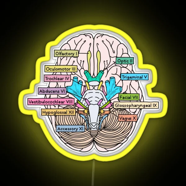Cranial Nerves RGB Neon Sign