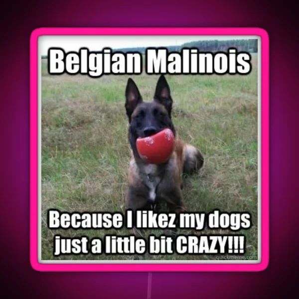 Crazy Malinois Led RGB Neon Sign
