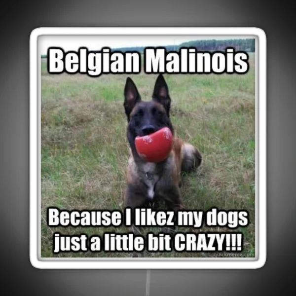 Crazy Malinois Led RGB Neon Sign