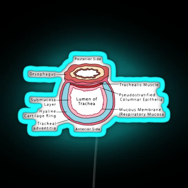 Cross Section Of Trachea RGB Neon Sign