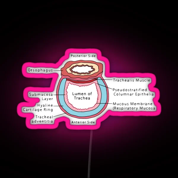 Cross Section Of Trachea RGB Neon Sign