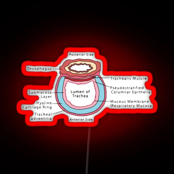 Cross Section Of Trachea RGB Neon Sign