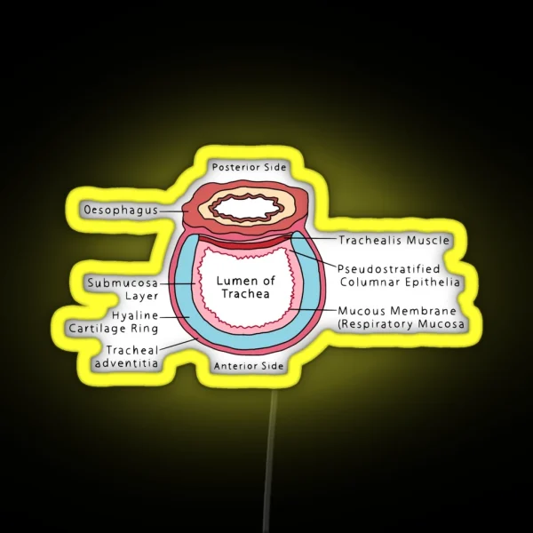 Cross Section Of Trachea RGB Neon Sign