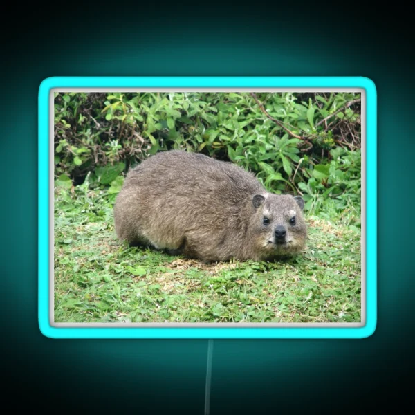 Cute Dassie Rock Hyrax Table Mountain South Africa RGB Neon Sign