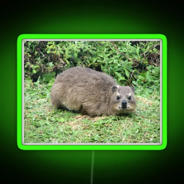 Cute Dassie Rock Hyrax Table Mountain South Africa RGB Neon Sign