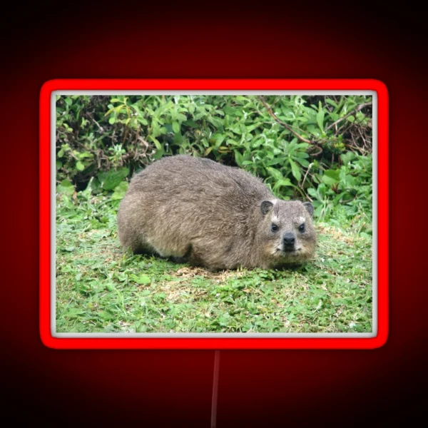 Cute Dassie Rock Hyrax Table Mountain South Africa RGB Neon Sign
