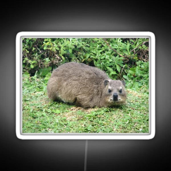 Cute Dassie Rock Hyrax Table Mountain South Africa RGB Neon Sign