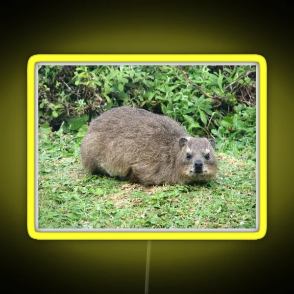 Cute Dassie Rock Hyrax Table Mountain South Africa RGB Neon Sign