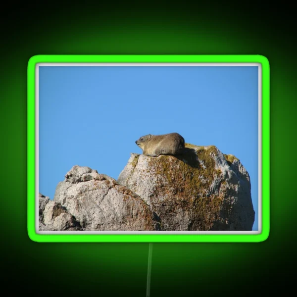 Cute Dassie Sitting On Rock Table Mountain South Africa RGB Neon Sign