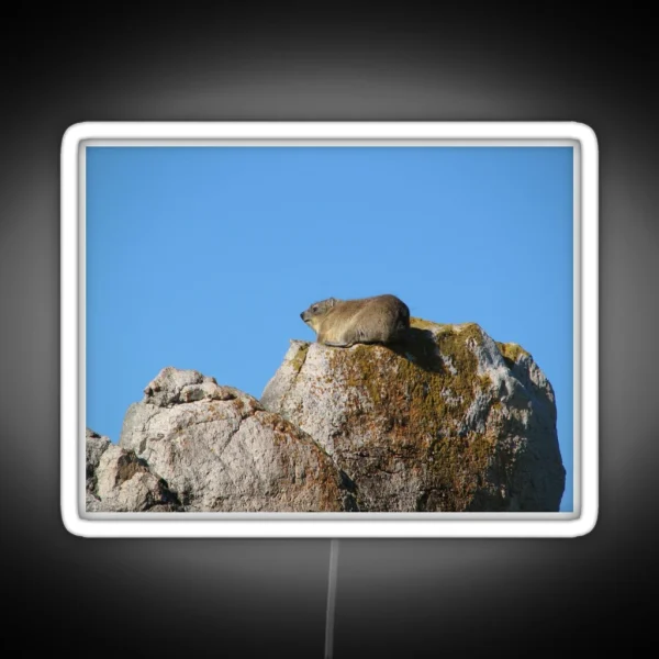 Cute Dassie Sitting On Rock Table Mountain South Africa RGB Neon Sign