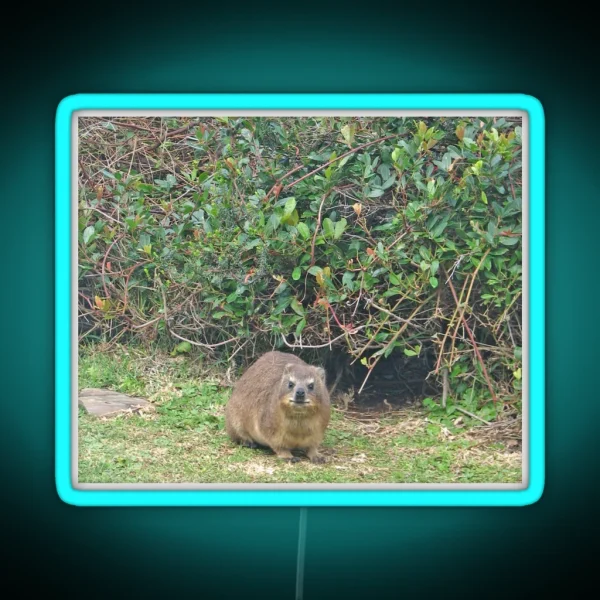 Cute Rock Hyrax Dassie Table Mountain South RGB Neon Sign