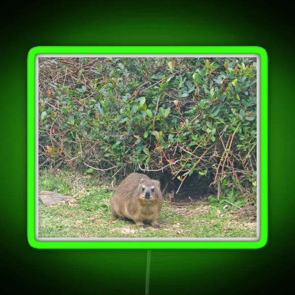 Cute Rock Hyrax Dassie Table Mountain South RGB Neon Sign