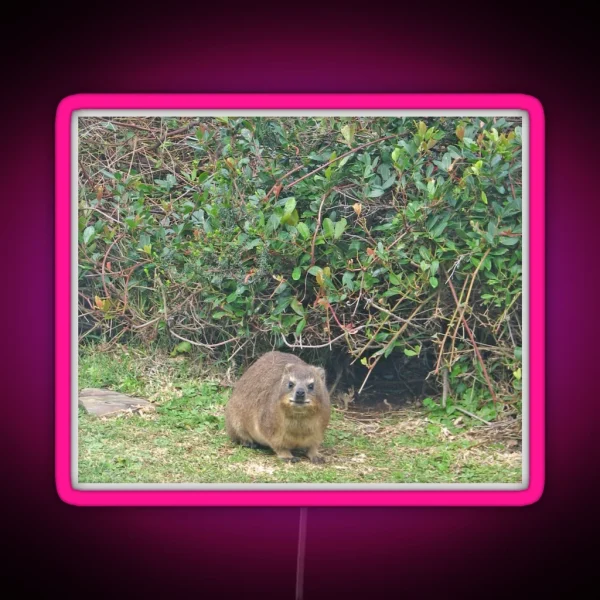 Cute Rock Hyrax Dassie Table Mountain South RGB Neon Sign